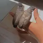 للبيع بلبيل