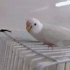 طيور بادجي البينيو حلوين ماشاءالله تم بيع