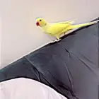 للبيع ببغاء درة صفرا ذكر