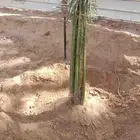 ابوحسن شغل نخل تكريب تنظيف قلع غرايس ويوجد غرايس بياض