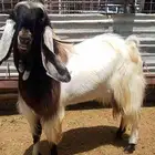 الفحل المصري تهجين شامي