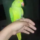 دره اليف