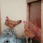 ديك ودجاجه بياض ومحضن على الشرط مهجن باكستاني
