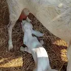 طلي بيشي يرضع
