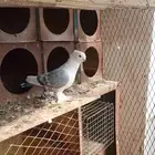 مطلوب ثنتين اناث حب ارمان