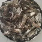 موجود طيور دخل