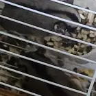 شرس ااسناجب