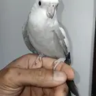 ذكر كروان هولندي اليف