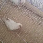 جوز روز البينو