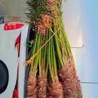 السلام عليكم ورحمه الله وبركاته نخل طيب متواجد في مكه