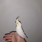 عرض كروان اليف حمامه