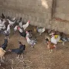 دجاج للبيع