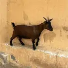 للبيع او البدل عنز قزم بيور دافع
