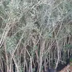 شتلات الزيتون اصبحة جاهزه الان