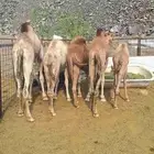 للبيع حشو طيبات وبريات