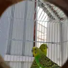 زوج بادجي استرالي
