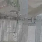 جوز دره منتج