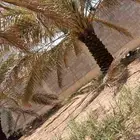 نقوم بقلع وغرس النخل العربي والواشنطن