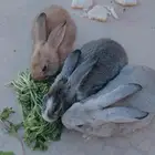 أرانب للبيع 3ب 150ريال في قفص كمان يأكل جميع الورقيات وأليف