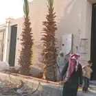 نخيل للبيع وشاري يسوم جمله وتفرد حتا واحده