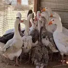 وز بلدي ما شاء الله تبارك تربية بر