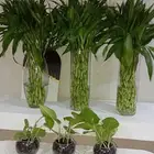 جميع مقاسات ساق البامبوا اسعار جمله