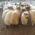 غنم نعيمي بلدي