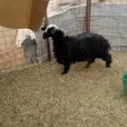 رخال نجديه مضرع حقت القناي