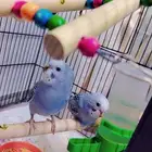 للبيع اثنين بادجي اتوقع ذكور