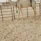 سودانيه خفوت بايع ثالثه قعود قبل 10يوم سلم العداريب شرط