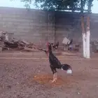 ديك سندي