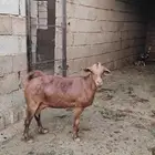 عنز دهماء