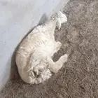 طلي حري جذع للبيع للي يبي ذبيحه