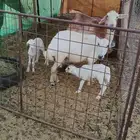 للبيع شاه رفيديه معها 2