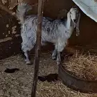 عدد 2 جفراات اعمارهن 5 شهور الا 6 شهور طيبات