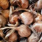 بصيلات  ابصال زعفران هولندي