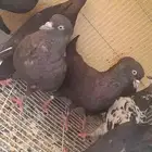 حمام طايف