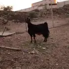 حمزه حواء ديره ما شاء الله تبارك الله