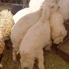 غنم نعيمي بلدي وحريات هرافى