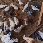 حمام للبيع