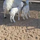 شاه متاومه عليها رخلين السن جامع مشروطه