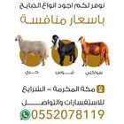للبيع ذبايح ( حري - سواكن ) يوجد ذبح وتوصيل.