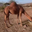 ناقة ساحليه لقحه