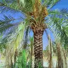 يوجدلدينانخيل البيع اسعرنامعقوله