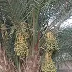 نخل للبيع