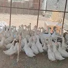 بط بكيني شحم فل