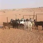 معزا وشياه