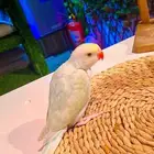 فروخ دره هولندي إنتاج محلي