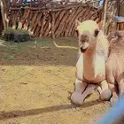 بعير غفر السن ناب مشروط