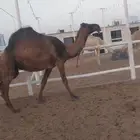 للبيع الناقه المعشر علي جميع الشروط السوم 6الف ريال